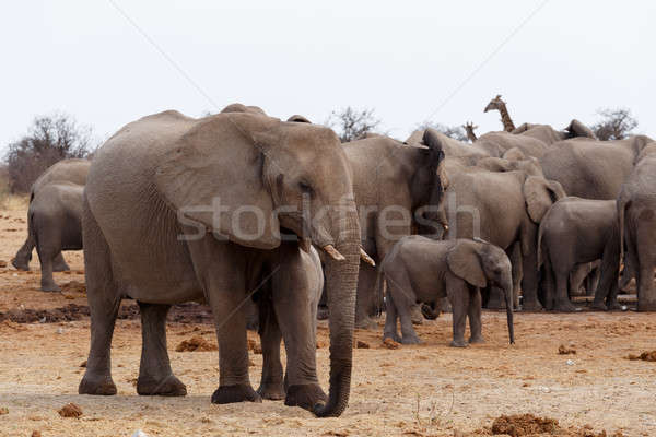 África elefantes parque Namibia fauna Foto stock © artush