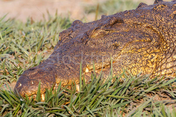 Portré krokodil park Botswana szem zöld Stock fotó © artush