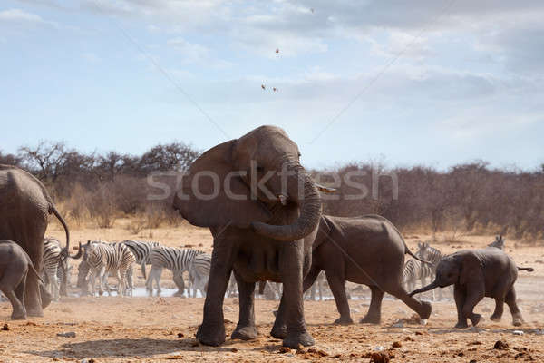 Angry Elephant in front of heard Stock photo © artush