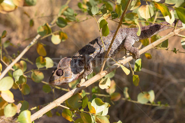 Malagasy giant chameleon, Madagascar Stock photo © artush