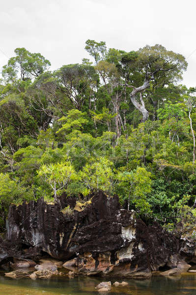 Landschap park Madagascar mooie zuiver natuur Stockfoto © artush