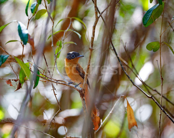 beautiful Madagascar bird Paradise-flycatcher Stock photo © artush