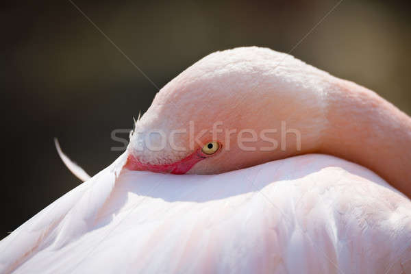 resting Rose flamingo (Phoenicopterus roseus) Stock photo © artush