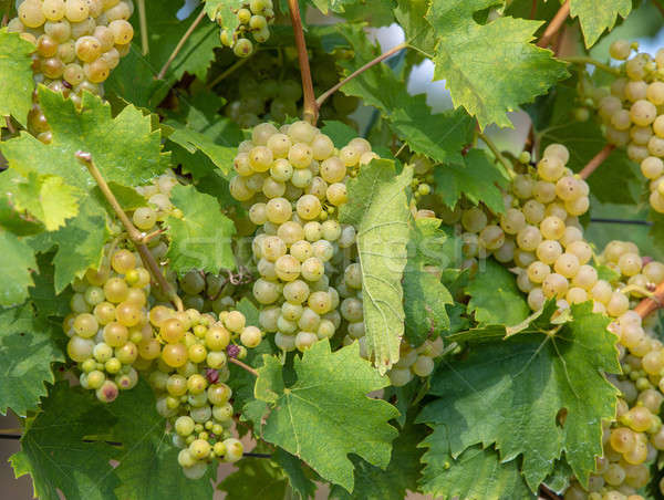 grape wine on Palava Vineyards, Czech Republic Stock photo © artush