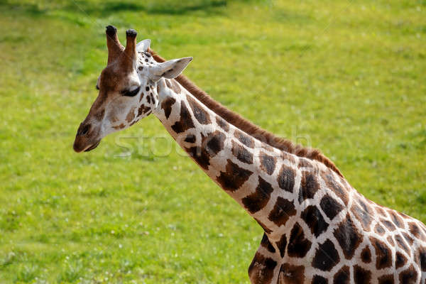 жираф выстрел молодые Cute зеленая трава Сток-фото © artush
