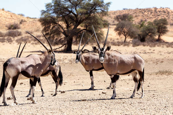 Stock photo: Gemsbok, Oryx gazella