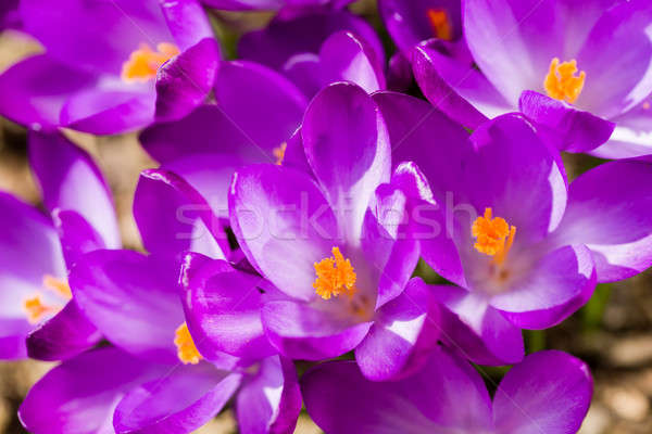 macro of first spring flowers in garden crocus Stock photo © artush