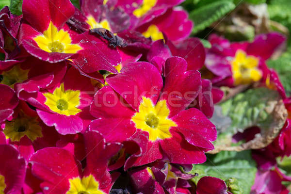 Güzel kırmızı çuhaçiçeği bahçe stok Stok fotoğraf © artush