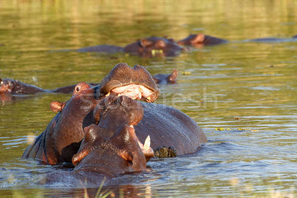 Dwa młodych mężczyzna hipopotam otwarte Zdjęcia stock © artush