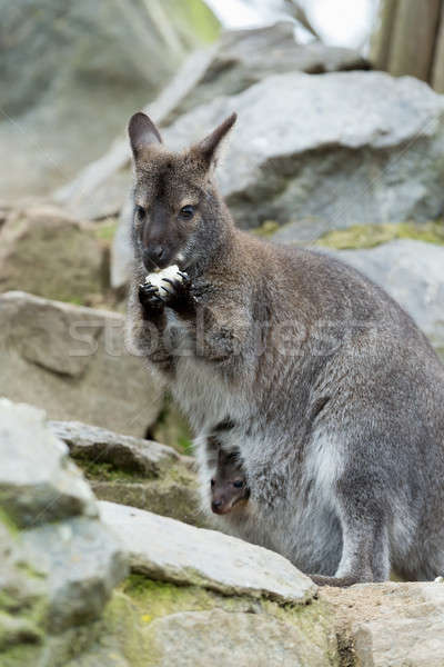 Closeup of a Red-necked Wallaby Stock photo © artush