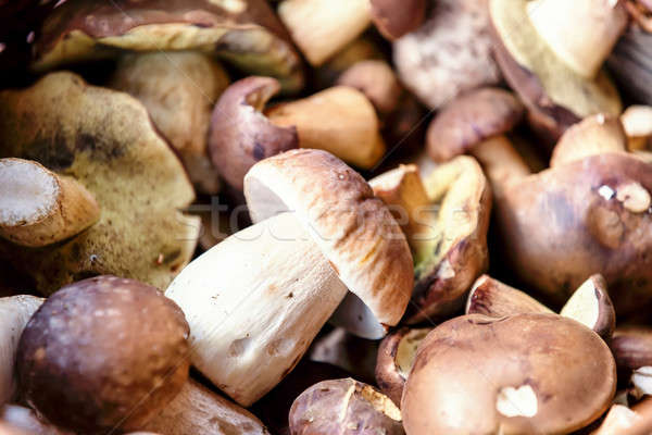 fresh autumn mushroom Stock photo © artush