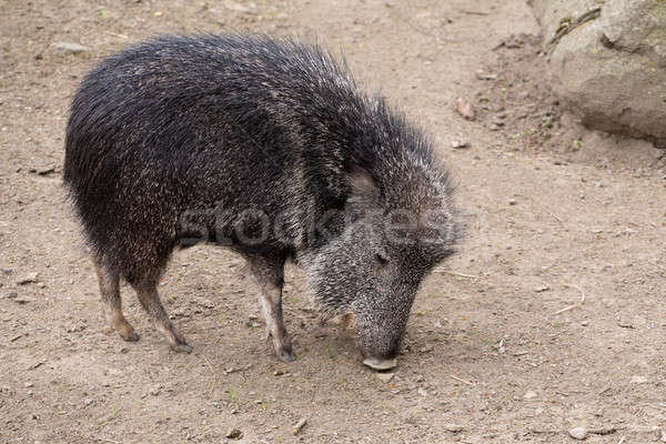 the male Chacoan peccary, Catagonus wagneri Stock photo © artush