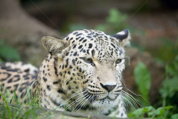 Persian leopard (Panthera pardus saxicolor) Stock photo © artush