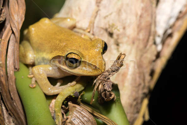 Güzel küçük kurbağa Madagaskar tür Stok fotoğraf © artush