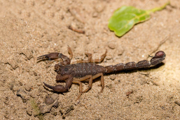 Scorpions, predatory arachnids Madagascar Stock photo © artush