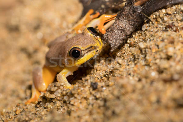 Small yellow tree frog from boophis family, madagascar Stock photo © artush