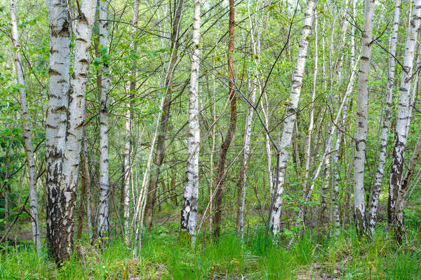 Сток-фото: береза · дерево · красивой · весны · чешский