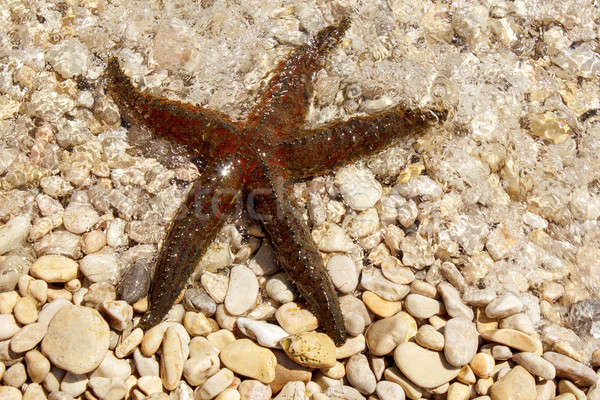 Stock photo: brown sea star sitting on pebbles beach