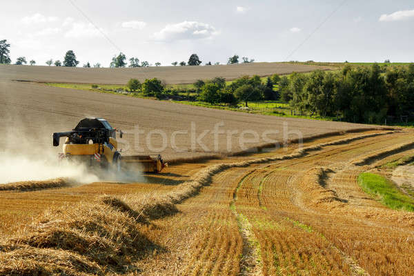 Yellov combine on field harvesting gold wheat Stock photo © artush