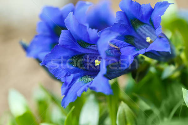 Trumpet gentiana blue spring flower in garden Stock photo © artush