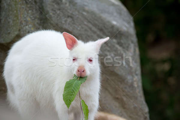 Closeup of a Red-necked Wallaby white albino female Stock photo © artush