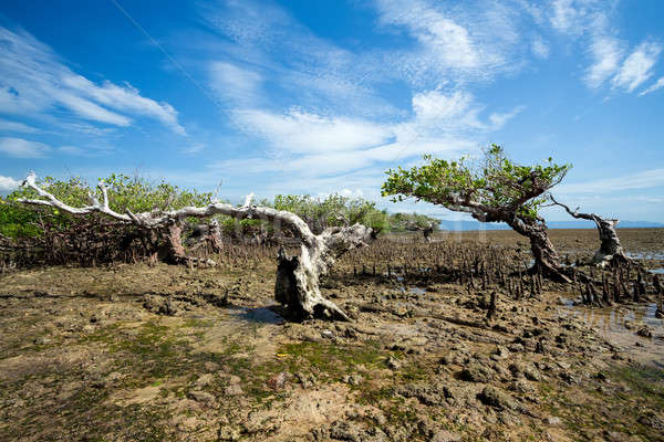 mangrove North Sulawesi, Indonesia Stock photo © artush