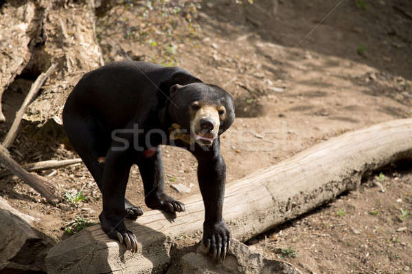 Sun bear also known as a Malaysian bear Stock photo © artush