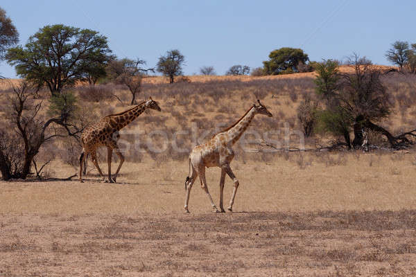Giraffa camelopardalis in african bush Stock photo © artush