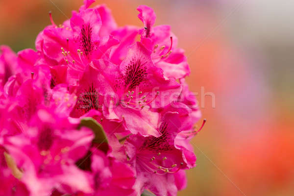 Roze klein evergreen bladeren Rood Stockfoto © artush