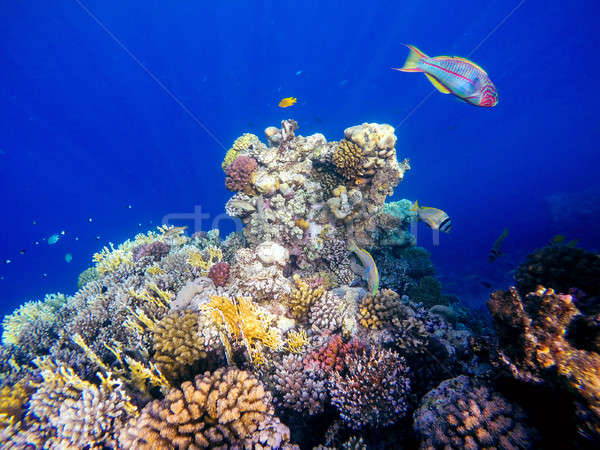 Corallo pesce mar rosso Egitto fronte giardino Foto d'archivio © artush