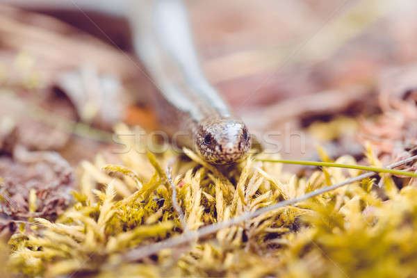 Slow Worm or Blind Worm, Anguis fragilis Stock photo © artush