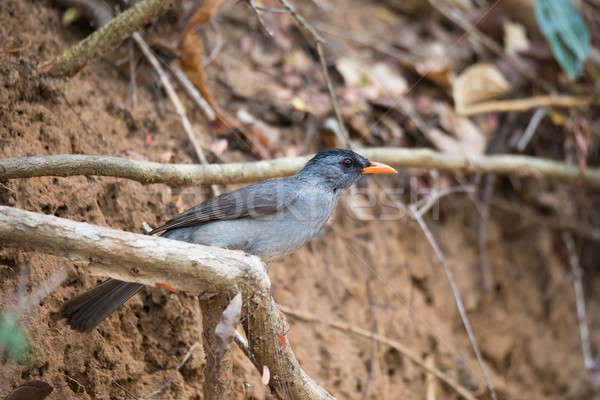 Madagaskar tür ötücü kuş aile yaban hayatı Stok fotoğraf © artush