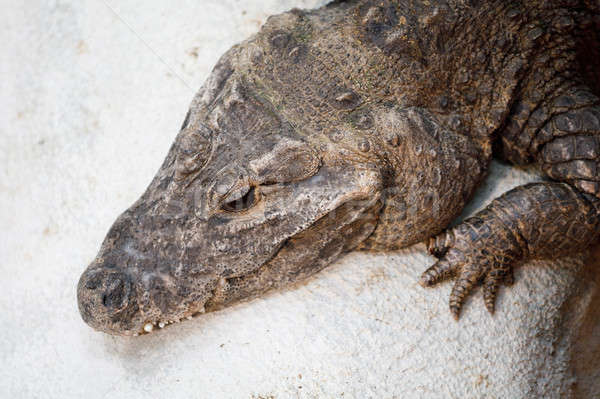Pitic crocodil african textură călători dinţi Imagine de stoc © artush