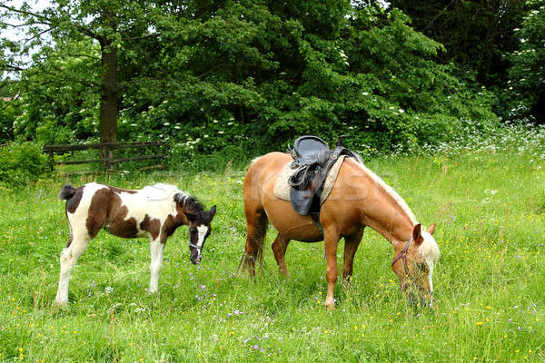 кобыла жеребенок травой поле трава лошади зеленый Сток-фото © artush