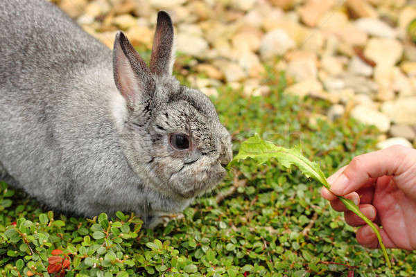 Mi mascota pequeño conejo engorde naturaleza Foto stock © artush