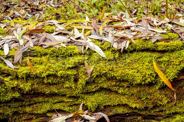 Grunge ősz zöld moha levelek fa Stock fotó © artush