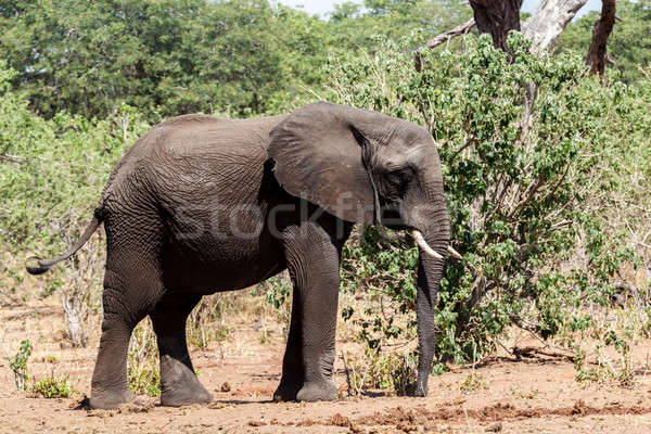 Słoń afrykański parku portret Botswana przyrody fotografii Zdjęcia stock © artush