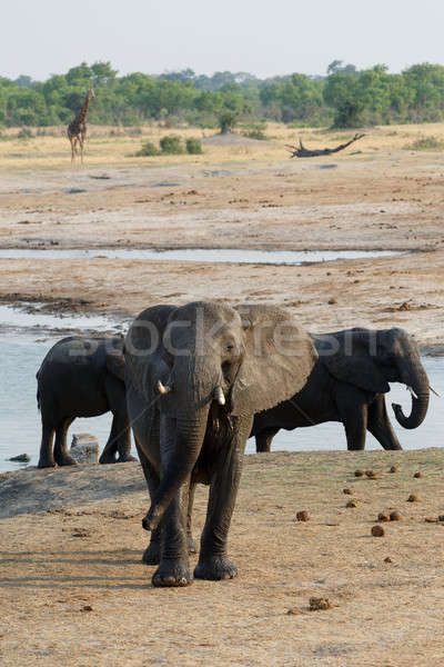 Nyáj afrikai elefántok iszik sáros park Stock fotó © artush