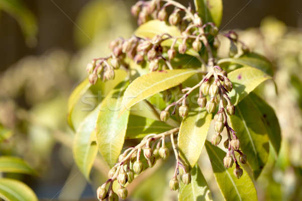 not opened budding blow of spring flower Stock photo © artush