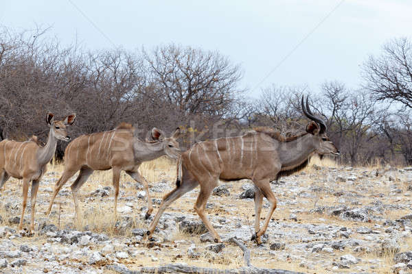 herd of Kudu on way to waterhole Stock photo © artush