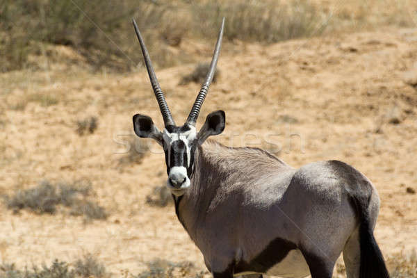 Parque África do Sul paisagem deserto animais veado Foto stock © artush