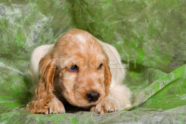 orange English Cocker Spaniel puppy Stock photo © artush