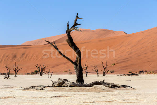 Hidden Vlei in Namib desert  Stock photo © artush