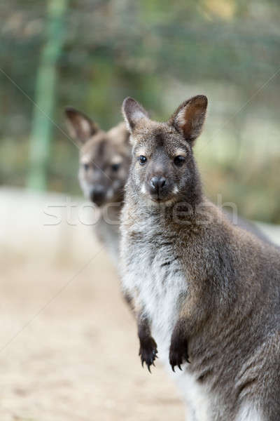 Closeup of a Red-necked Wallaby Stock photo © artush