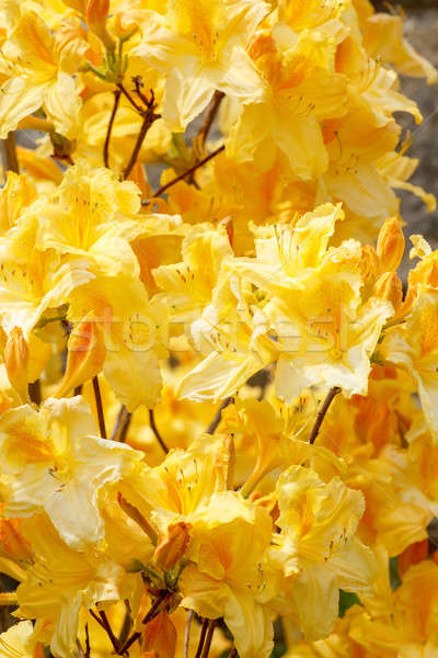 Amarillo azalea flores completo florecer primavera Foto stock © artush