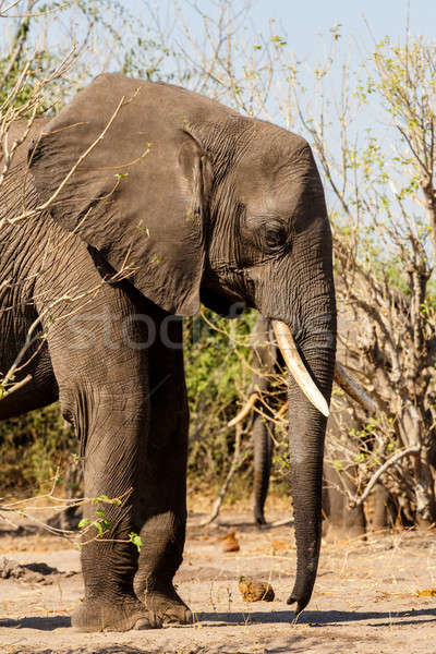 African Elephant in Chobe National Park Stock photo © artush