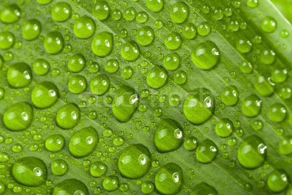 Picături de apă verde plantă frunze macro natural Imagine de stoc © artush