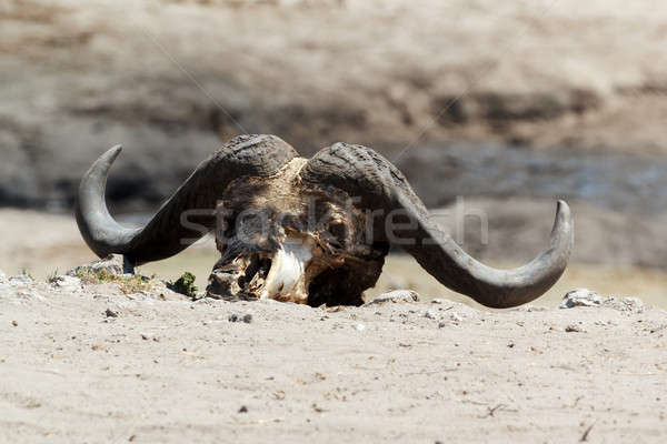 Stock photo: buffalo skull in african desert