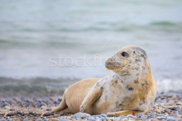 Young baby atlantic Grey Seal Stock photo © artush