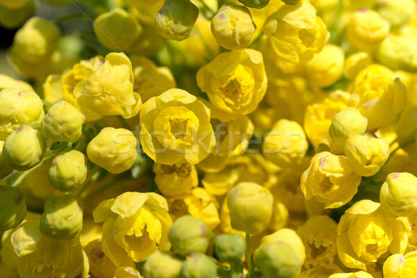 Oregon Trauben Makro Frühling blühen Garten Stock foto © artush